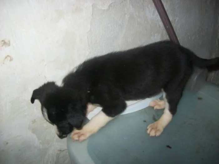 Cachorro ra a vira lata idade 2 a 6 meses nome Sabrina