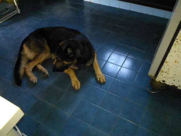 Cachorro ra a Pastor Alemão idade 4 anos nome Shake