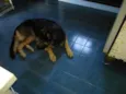 Shake