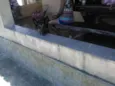 Shake