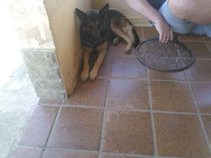 Cachorro ra a Pastor Alemão idade 4 anos nome Shake