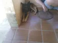 Shake