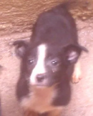 Cachorro raça vira lata idade 2 a 6 meses nome Sabrina