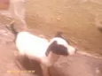 Dadá