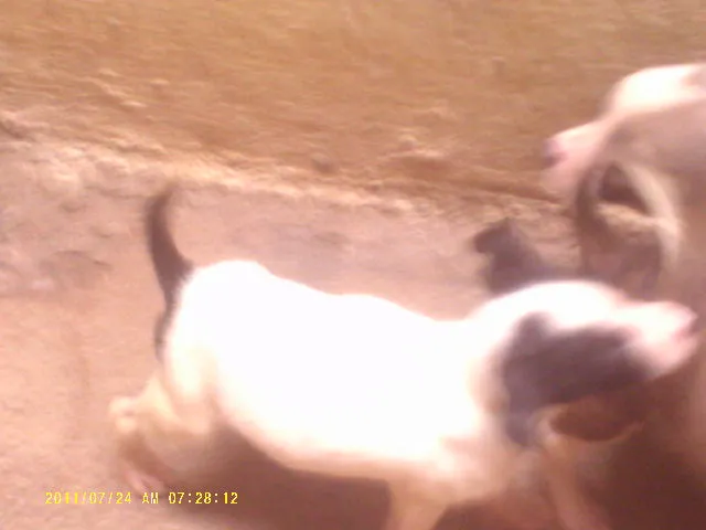 Cachorro ra a vira lata idade Abaixo de 2 meses nome Dadá