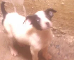 Cachorro raça vira lata idade Abaixo de 2 meses nome Dadá