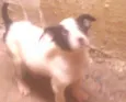 Dadá