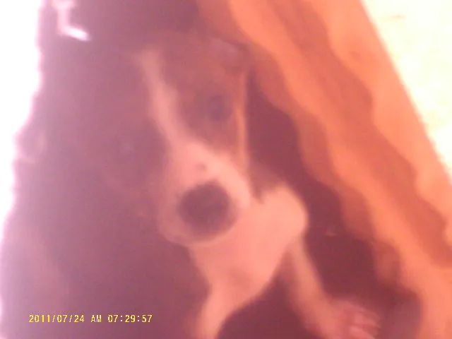 Cachorro ra a vira lata idade 2 a 6 meses nome Princesa