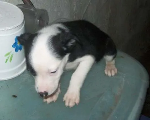 Cachorro ra a vira lata idade 2 a 6 meses nome Jhony