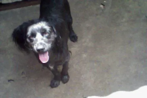 Cachorro ra a vira vata idade 3 anos nome fiona