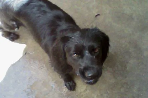 Cachorro ra a vira vata idade 3 anos nome fiona
