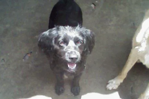 Cachorro ra a vira vata idade 3 anos nome fiona