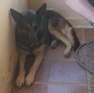 Cachorro raça Pastor Alemão idade 4 anos nome Shake