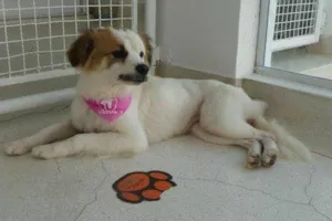 Cachorro raça SRD idade 1 ano nome Alice