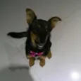 lola