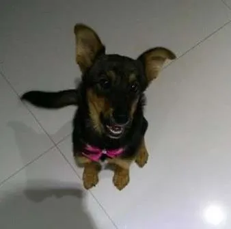 Cachorro ra a vira lata idade 7 a 11 meses nome lola