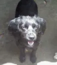 fiona