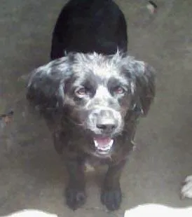 Cachorro ra a vira vata idade 3 anos nome fiona