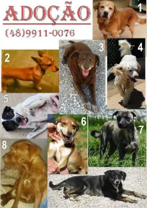 Cachorro raça SRD idade 1 ano nome VARIOS