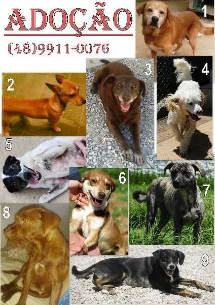 Cachorro ra a SRD idade 1 ano nome VARIOS