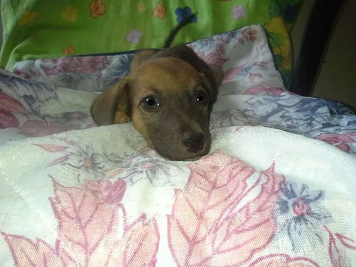 Cachorro ra a nenhuma idade 2 a 6 meses nome Bolachinha