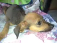 Bolachinha