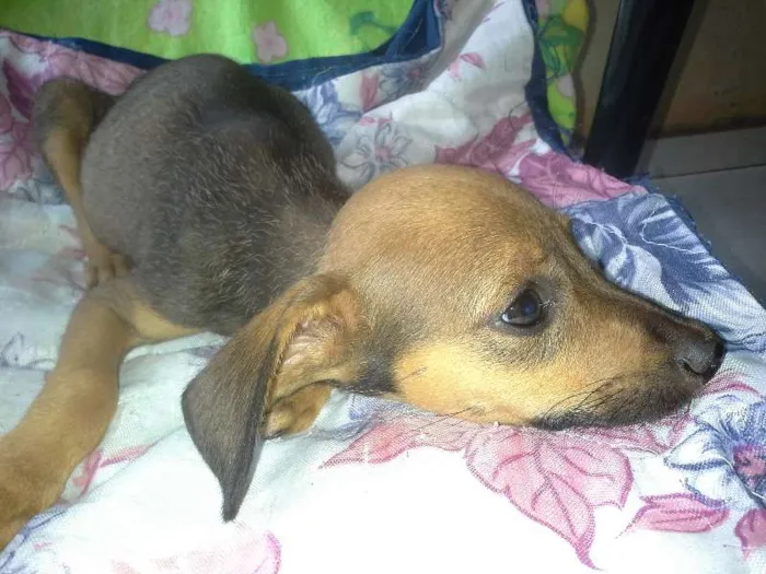 Cachorro ra a nenhuma idade 2 a 6 meses nome Bolachinha