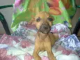 Batatinha
