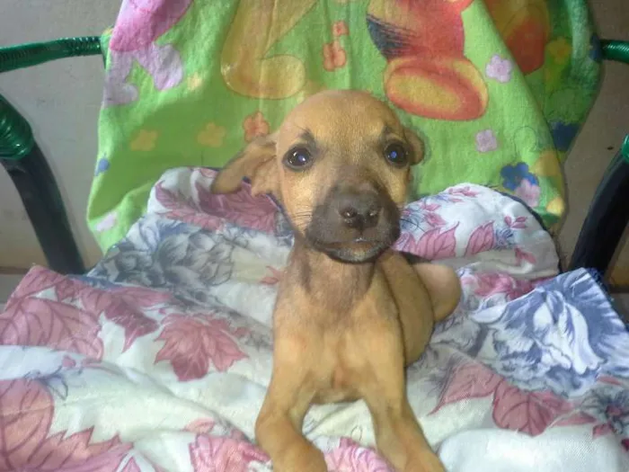 Cachorro ra a nenhuma idade 2 a 6 meses nome Batatinha