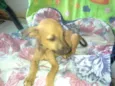 Batatinha
