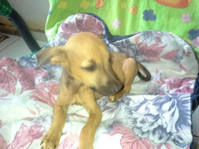 Cachorro ra a nenhuma idade 2 a 6 meses nome Batatinha