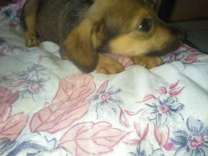 Cachorro ra a nenhuma idade 2 a 6 meses nome Bisteca