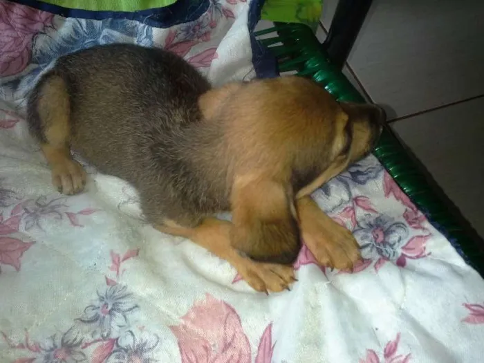 Cachorro ra a nenhuma idade 2 a 6 meses nome Paçoca