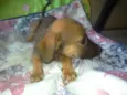 Paçoca