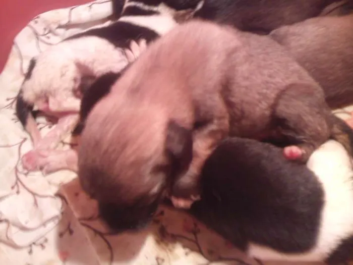Cachorro ra a SRD idade Abaixo de 2 meses nome filhotes