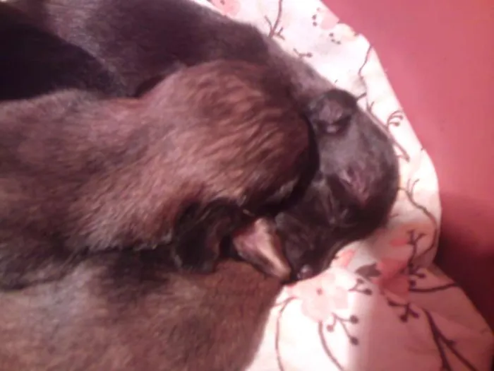 Cachorro ra a SRD idade Abaixo de 2 meses nome filhotes