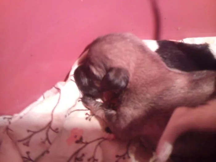 Cachorro ra a SRD idade Abaixo de 2 meses nome filhotes