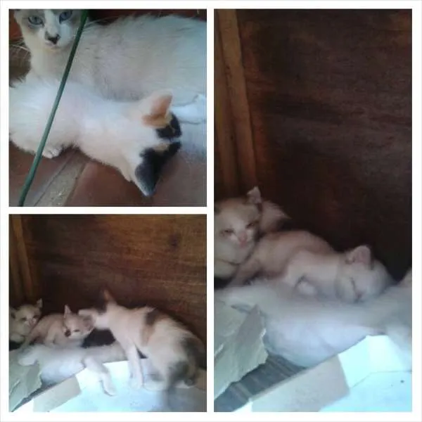 Gato ra a  idade Abaixo de 2 meses nome Gatinhos