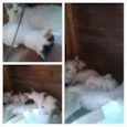 Gatinhos