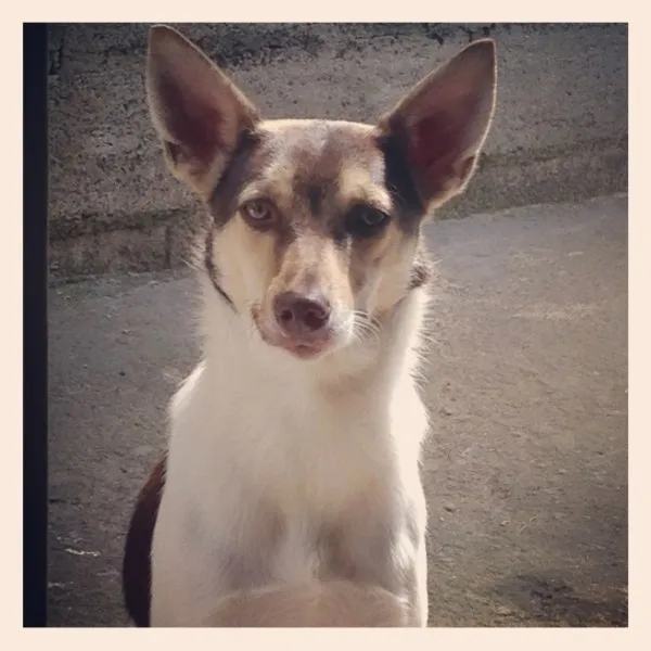 Cachorro ra a SRD idade 1 ano nome Betina