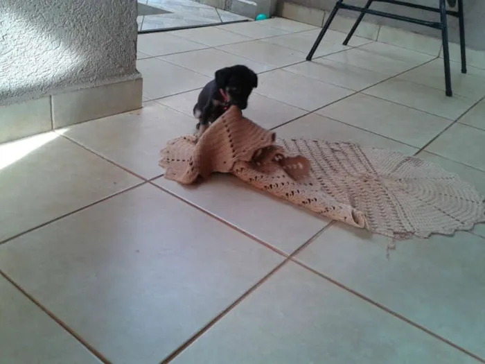 Cachorro ra a PINSHERXBASSE idade Abaixo de 2 meses nome PITOKA