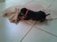PITOKA