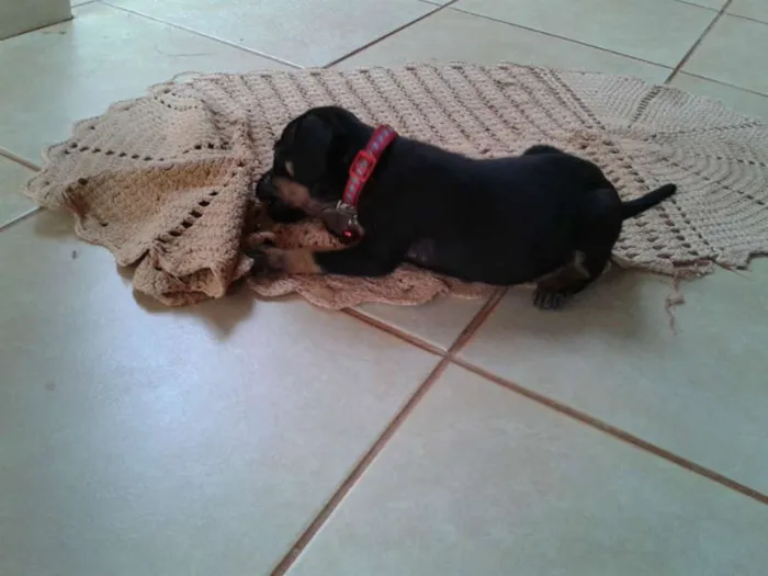 Cachorro ra a PINSHERXBASSE idade Abaixo de 2 meses nome PITOKA