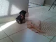 PITOKA