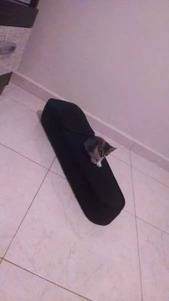 Gato ra a  idade Abaixo de 2 meses nome sem nome