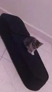 Gato ra a  idade Abaixo de 2 meses nome sem nome
