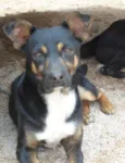 Pequeno