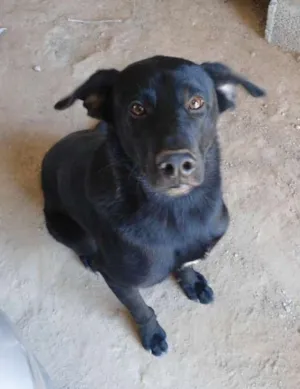 Cachorro raça SRD idade 2 anos nome Gordo
