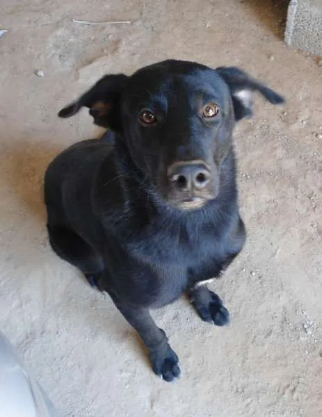 Cachorro ra a SRD idade 2 anos nome Gordo
