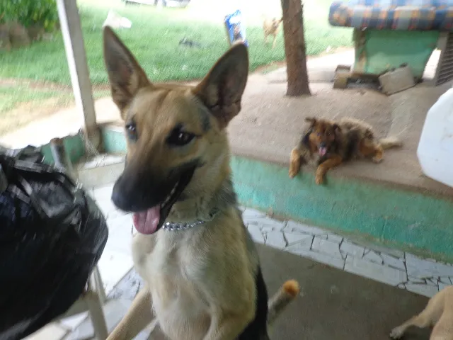 Cachorro ra a Pastor Alemão idade 1 ano nome Caramelo